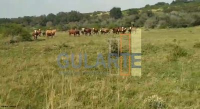Fazenda, 153 hectares - Foto 3