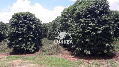 Fazenda, 278 hectares - Foto 2