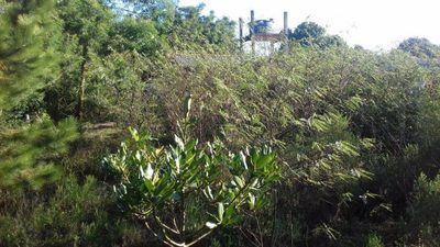 Sítio, 2999 m² - Foto 1