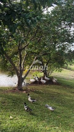 Sítio, 5 m² - Foto 5