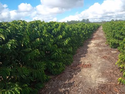 Fazenda, 10 quartos - Foto 2