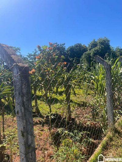 Chácara, 4 quartos, 5000 m² - Foto 3