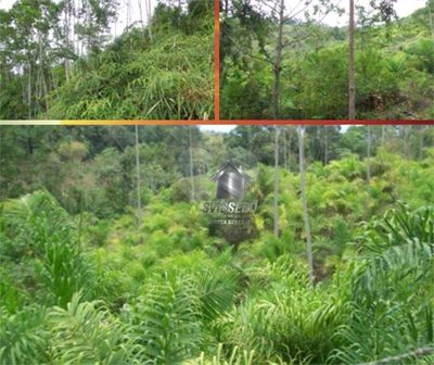 Sítio, 73 hectares - Foto 4