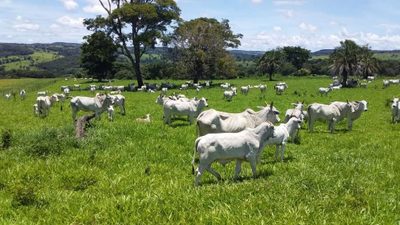 Fazenda, 501 hectares - Foto 1