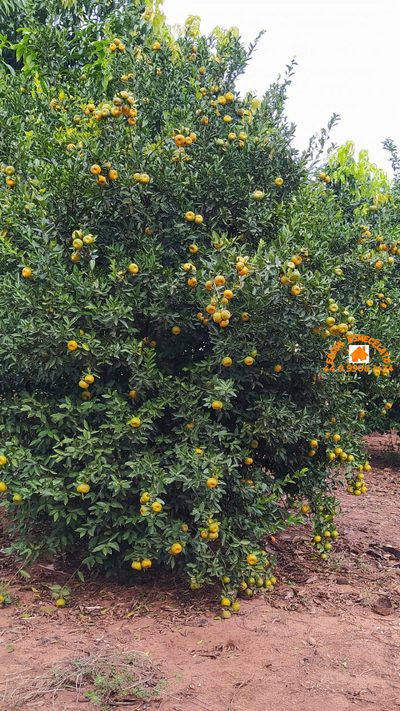 Chácara, 3 quartos, 2 hectares - Foto 1