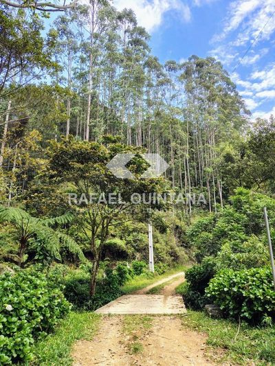 Sítio, 4 hectares - Foto 4