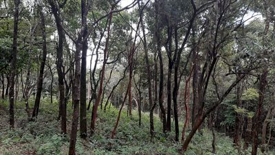 Terreno, 2023 m² - Foto 5