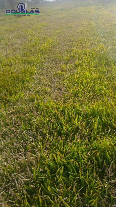 Terreno, 3 hectares - Foto 4