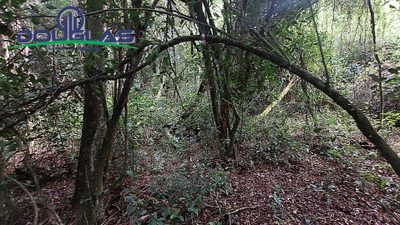 Terreno, 2 hectares - Foto 5