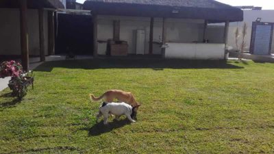 Casa, 4 quartos, 914 m² - Foto 5