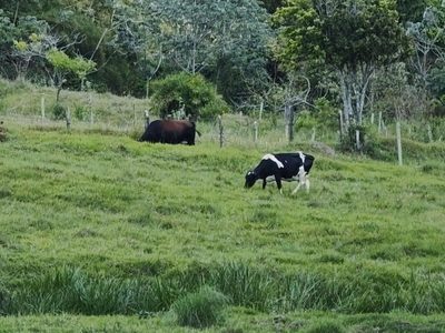 Sítio, 3 quartos, 200 m² - Foto 3