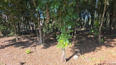 Terreno, 585 m² - Foto 4