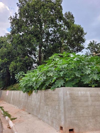 Terreno, 619 m² - Foto 3