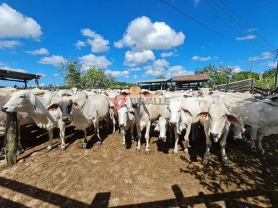 Fazenda, 126 hectares - Foto 4