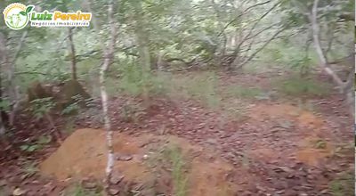 Terreno, 421 hectares - Foto 3