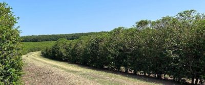 Chácara, 1 quarto, 277 hectares - Foto 3