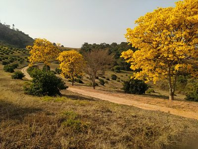 Sítio, 3 quartos, 80 m² - Foto 1