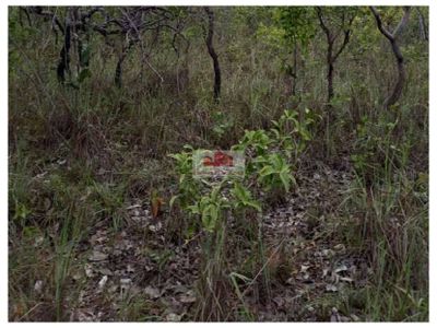 Fazenda, 532 m² - Foto 4