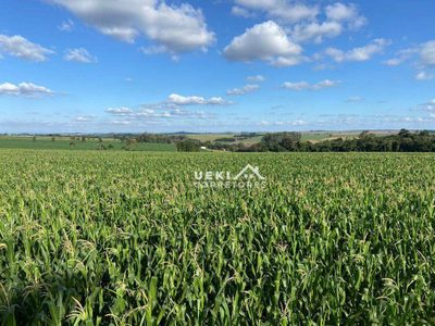 Sítio, 24 hectares - Foto 4