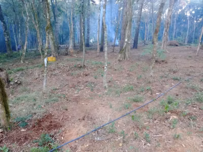 Chácara, 3000 m² - Foto 2
