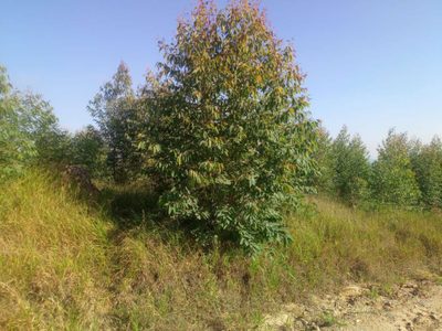 Terreno, 3000 m² - Foto 2