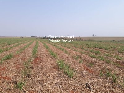 Fazenda, 306 hectares - Foto 4