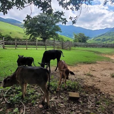 Fazenda, 63 hectares - Foto 4