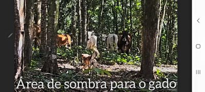 Sítio, 4 quartos, 14 hectares - Foto 1