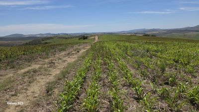 Fazenda, 650 hectares - Foto 1