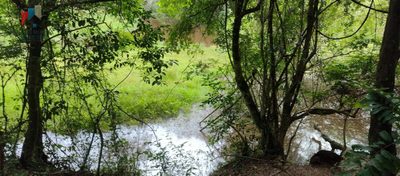 Sítio, 5 hectares - Foto 4