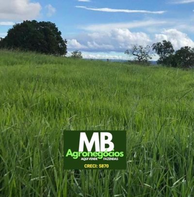 Fazenda, 400 hectares - Foto 4
