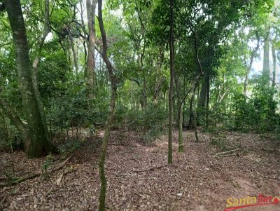 Chácara, 4 hectares - Foto 5