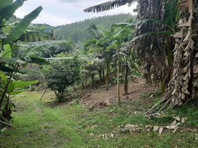 Sítio, 3 quartos, 250 m² - Foto 2