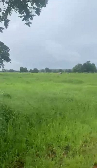 Fazenda, 4180 hectares - Foto 1