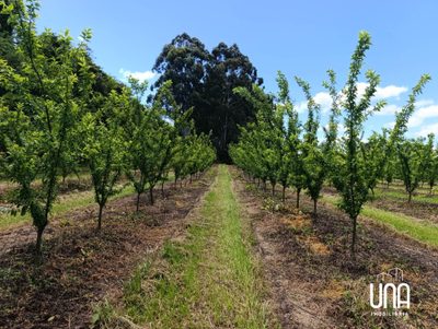 Chácara, 2 hectares - Foto 4