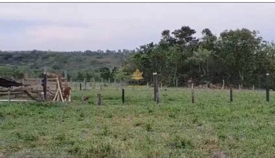 Fazenda, 35 hectares - Foto 2