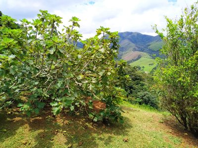 Sítio, 3 quartos, 12 hectares - Foto 5