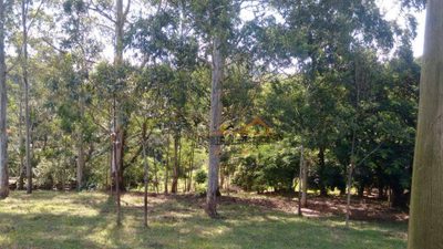 Sítio, 17 hectares - Foto 4
