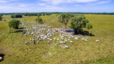 Fazenda - Foto 1