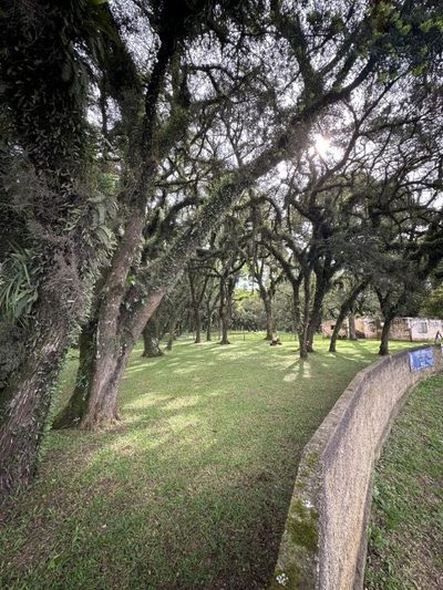Terreno, 3 hectares - Foto 4