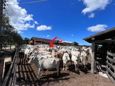 Fazenda, 249 hectares - Foto 1