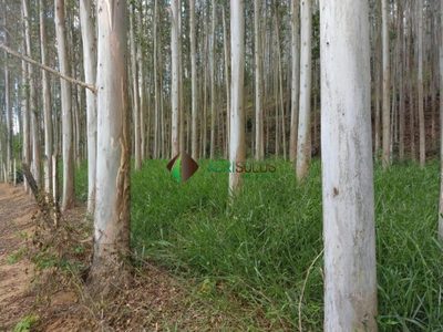 Terreno, 40 hectares - Foto 3