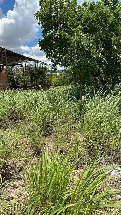 Terreno, 200 m² - Foto 1