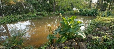 Sítio, 9 hectares - Foto 1