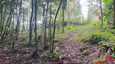 Chácara, 2 quartos, 3000 m² - Foto 4