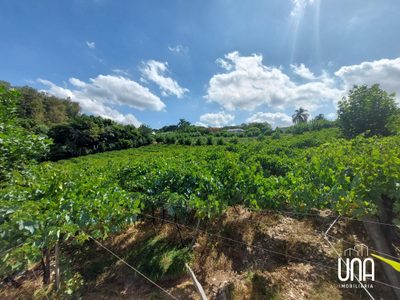 Chácara, 2 hectares - Foto 2