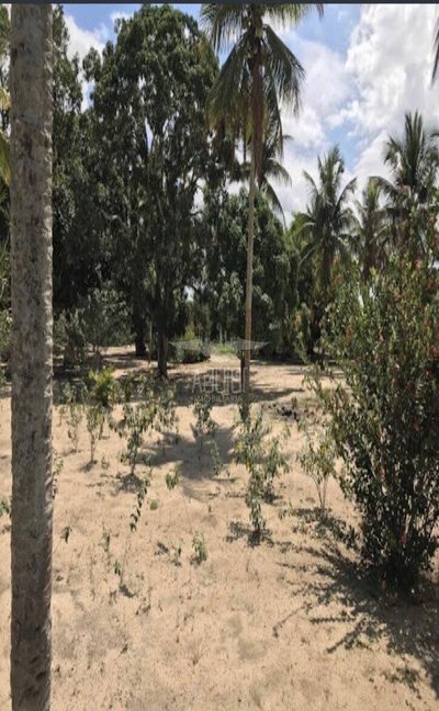 Terreno, 2 hectares - Foto 4