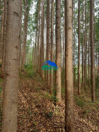 Terreno, 75 hectares - Foto 3
