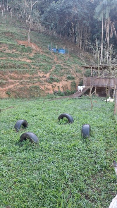 Terreno, 3 hectares - Foto 4