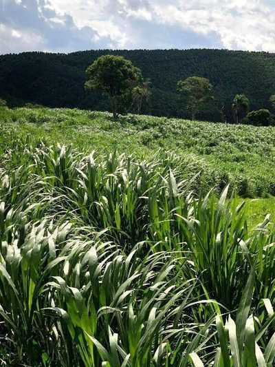 Terreno, 218 hectares - Foto 3